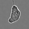 Thumbnail for dataset 3mix-timelapse-plate12_9