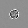 Thumbnail for dataset 3mix-timelapse-plate12_27