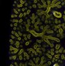 Thumbnail for dataset Fig3E