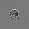 Thumbnail for dataset 3mix-timelapse-plate12_35