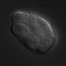 Thumbnail for RNAi_T20G5.2_040909_02