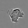 Thumbnail for dataset 3mix-timelapse-plate12_55