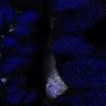 Thumbnail for dataset Fig3H
