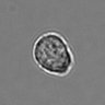 Thumbnail for dataset 3mix-timelapse-plate12_75