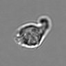 Thumbnail for dataset 3mix-timelapse-plate12_77