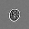 Thumbnail for dataset 3mix-timelapse-plate12_79