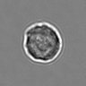 Thumbnail for dataset 3mix-timelapse-plate13_2