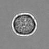 Thumbnail for dataset 3mix-timelapse-plate13_3