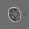 Thumbnail for dataset 3mix-timelapse-plate13_5