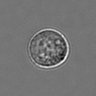 Thumbnail for dataset 3mix-timelapse-plate13_6