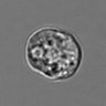 Thumbnail for 3mix-timelapse-plate13_7