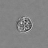 Thumbnail for dataset 3mix-timelapse-plate13_8