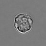 Thumbnail for dataset 3mix-timelapse-plate13_9