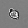 Thumbnail for dataset 3mix-timelapse-plate13_12