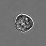 Thumbnail for dataset 3mix-timelapse-plate13_14