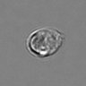 Thumbnail for dataset 3mix-timelapse-plate13_16