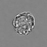 Thumbnail for dataset 3mix-timelapse-plate13_21