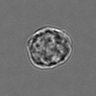 Thumbnail for dataset 3mix-timelapse-plate13_22