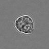 Thumbnail for dataset 3mix-timelapse-plate13_23
