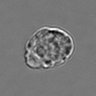 Thumbnail for 3mix-timelapse-plate13_24
