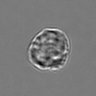 Thumbnail for dataset 3mix-timelapse-plate13_25