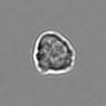 Thumbnail for 3mix-timelapse-plate13_29