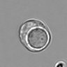 Thumbnail for dataset 3mix-timelapse-plate13_34
