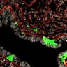 Thumbnail for dataset Fig4G