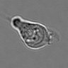 Thumbnail for dataset 3mix-timelapse-plate13_42