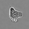 Thumbnail for dataset 3mix-timelapse-plate13_43
