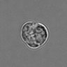 Thumbnail for dataset 3mix-timelapse-plate13_45