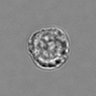 Thumbnail for 3mix-timelapse-plate13_46