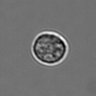 Thumbnail for dataset 3mix-timelapse-plate13_47