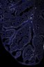 Thumbnail for dataset FigS1B-1
