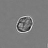 Thumbnail for dataset 3mix-timelapse-plate13_48