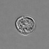 Thumbnail for dataset 3mix-timelapse-plate13_50