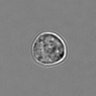Thumbnail for dataset 3mix-timelapse-plate13_53