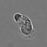 Thumbnail for dataset 3mix-timelapse-plate13_57