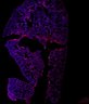 Thumbnail for dataset FigS1B-2