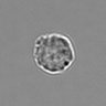 Thumbnail for dataset 3mix-timelapse-plate13_61