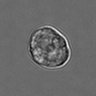 Thumbnail for dataset 3mix-timelapse-plate13_64