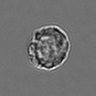 Thumbnail for dataset 3mix-timelapse-plate13_67