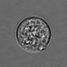 Thumbnail for 3mix-timelapse-plate13_69