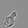 Thumbnail for dataset 3mix-timelapse-plate13_71