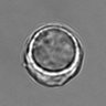Thumbnail for dataset 3mix-timelapse-plate13_77