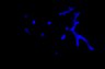 Thumbnail for dataset FigS1G-E14.5-2