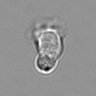 Thumbnail for dataset 3mix-timelapse-plate14_8