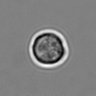 Thumbnail for dataset 3mix-timelapse-plate14_29