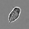 Thumbnail for dataset 3mix-timelapse-plate14_37