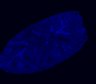Thumbnail for dataset FigS1G-E15.5-2